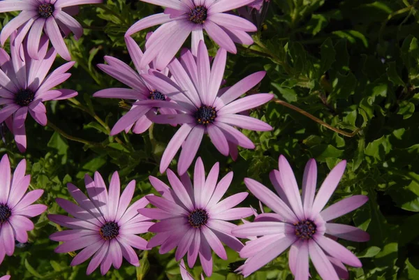 Margarita Blumen Wilde Flora — Stockfoto