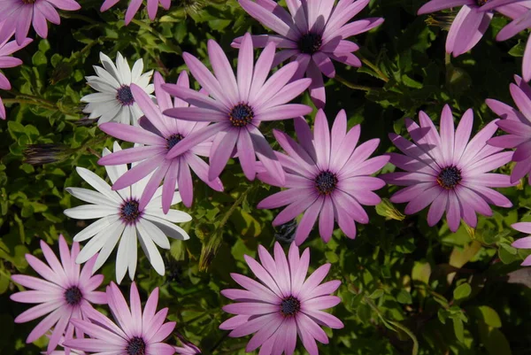 Margarita Blommor Vilda Arkiverade Flora — Stockfoto