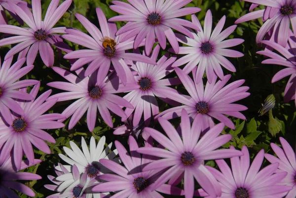 Margarita Blommor Vilda Arkiverade Flora — Stockfoto