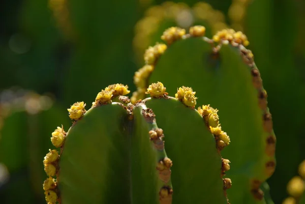 Planta Cactus Flora Cactus Espinoso —  Fotos de Stock