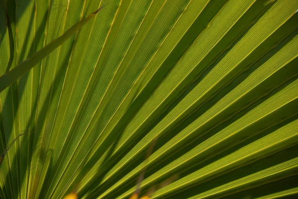 Palmblad Spanien Kopiera Utrymme — Stockfoto