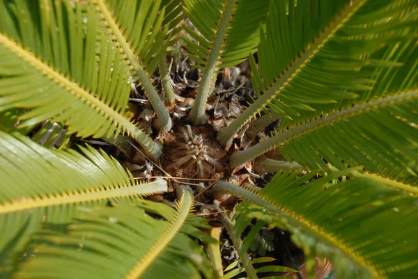 Palm Levelek Spanyolországban Másolás Hely — Stock Fotó