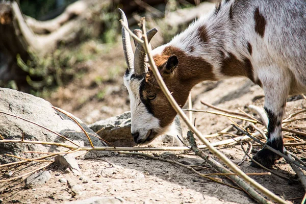 Chèvre Domestique Avec Cornes — Photo