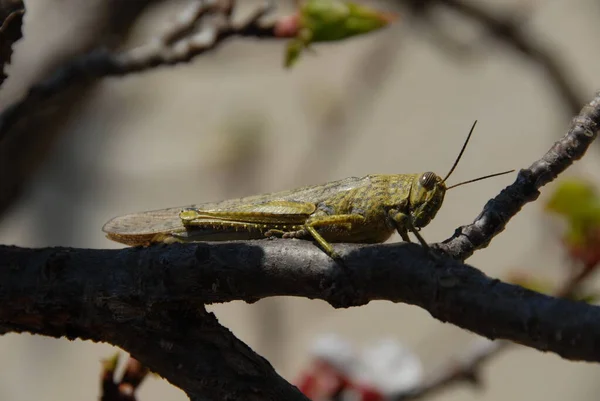 Primo Piano Macro Vista Insetti Cavalletta — Foto Stock