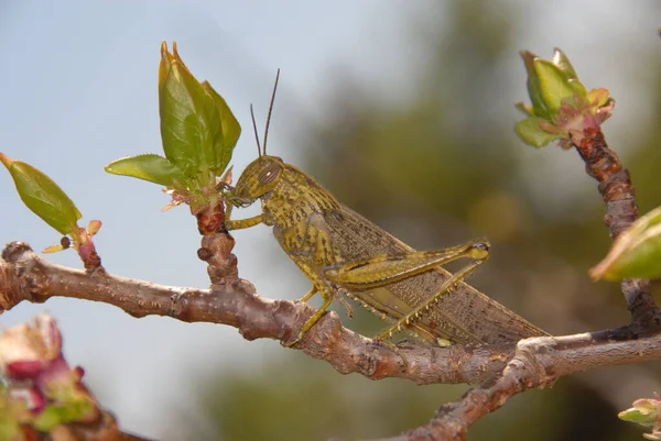 Close Macro View Van Sprinkhaan Insect — Stockfoto