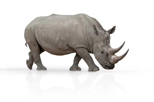 Nosorožec Vystavený Bílému Zrcadlem — Stock fotografie