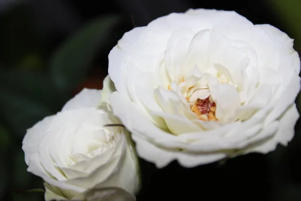 Γραφική Θέα Του Όμορφου Λευκού Τριαντάφυλλου — Φωτογραφία Αρχείου