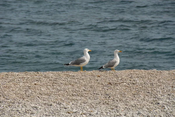 Vista Panorámica Hermosas Gaviotas Aves — Foto de Stock