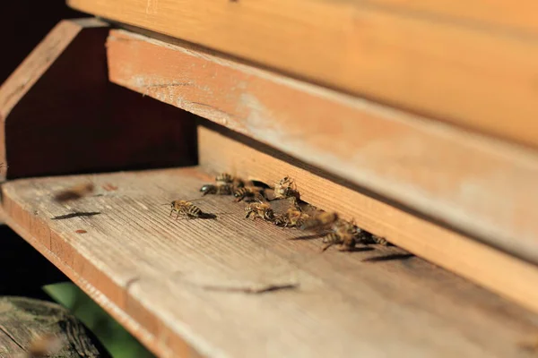 Abejas Delante Del Agujero Entrada — Foto de Stock