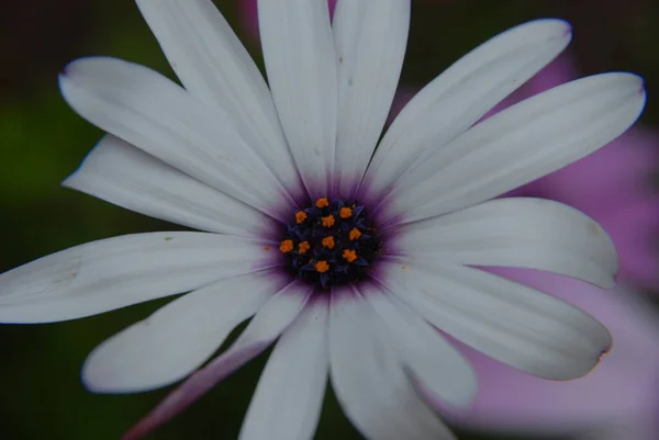 庭の花 — ストック写真