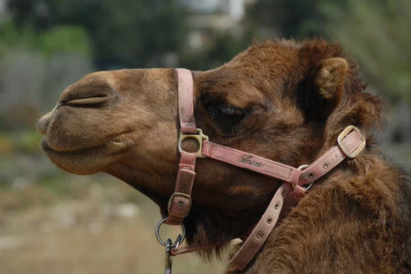 Дромадар Называемый Арабским Верблюдом Большой Ровный Копыт Одним Горбом Спине — стоковое фото