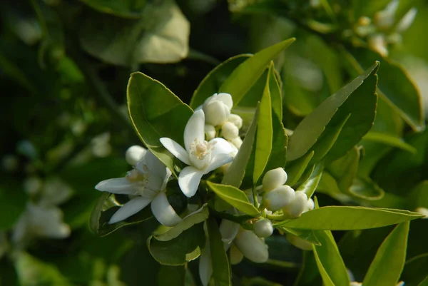 Pommier Printemps Flore Les Fleurs — Photo