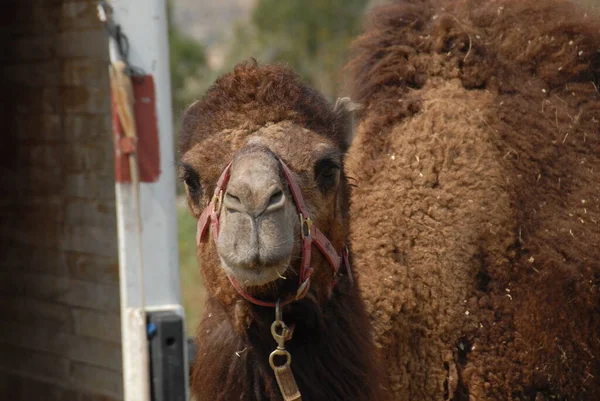 Dromedary Also Called Arabian Camel Large Even Toed Ungulate One — Stock Photo, Image