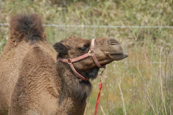 Domedary Juga Disebut Arabian Unta Adalah Besar Bahkan Toed Ungulate — Stok Foto