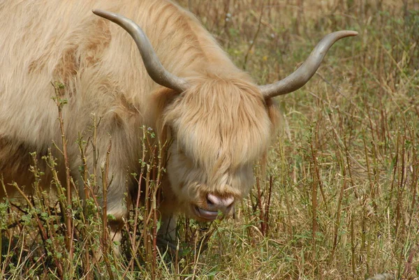 Vaca Pasto — Fotografia de Stock