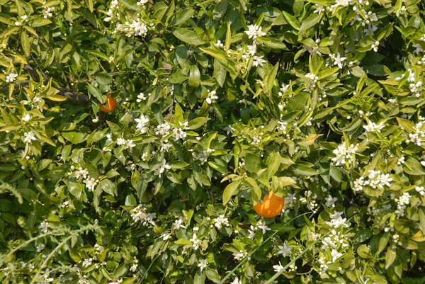 春のりんごの花や植物 — ストック写真