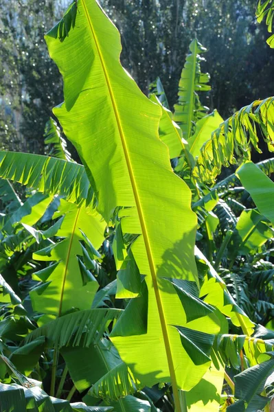 Banánfa Levelekkel Trópusi Flóra — Stock Fotó