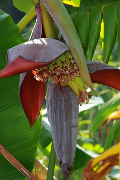 Bananier Aux Feuilles Flore Tropicale — Photo