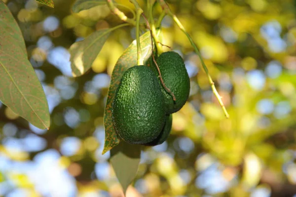 avocado tree, Persea americana