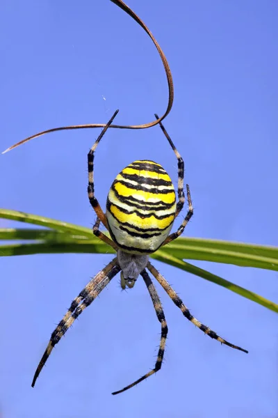 Zebra Örümcek Hayvanı Korkunç — Stok fotoğraf