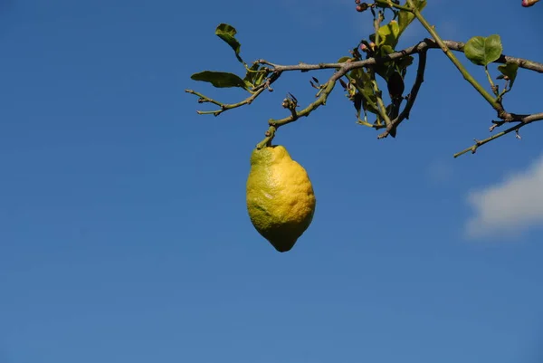 Citrony Stromě Přírodní Flóře Ovoci — Stock fotografie