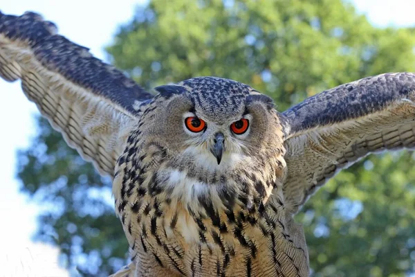 Bubo Bubo猫头鹰欧亚大陆鹰猫头鹰 — 图库照片