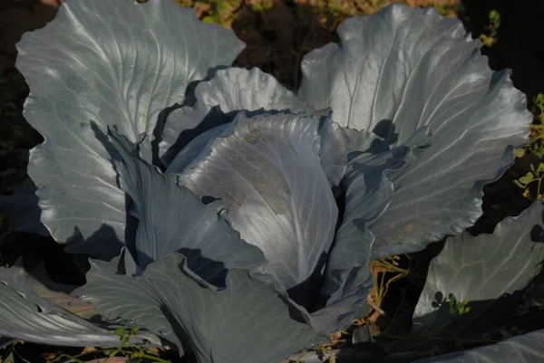 Rotkohl Feld Gemüsepflanze — Stockfoto