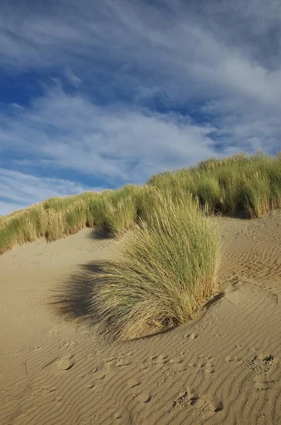 Dűne Táj Dél Hollandiai Ouddorp Strandján — Stock Fotó