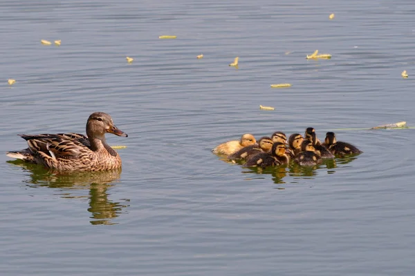 Enten Vögel Auf Natur Hintergrund — Stockfoto