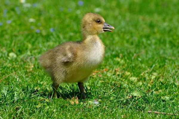 草地上的灰鹅小鸡 — 图库照片