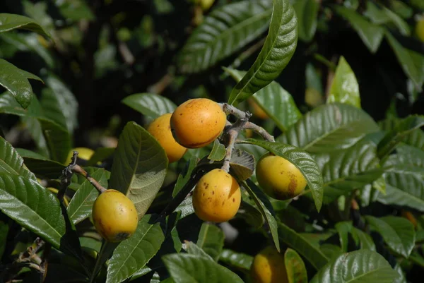 Naso Comune Mespilus Germanica Frutti Gialli Albero — Foto Stock