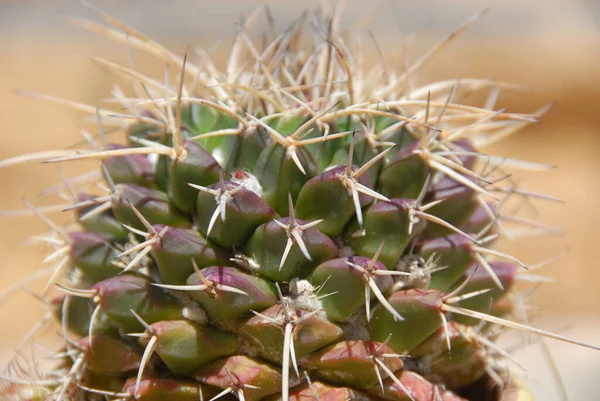 Cactus Jardín —  Fotos de Stock