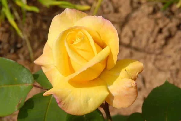 Żółta Róża Parku — Zdjęcie stockowe