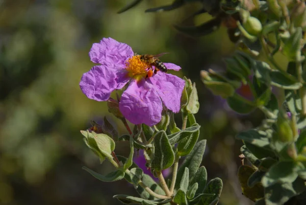 Bloemen Het Park — Stockfoto