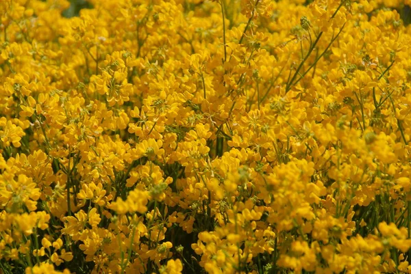 Gele Bloemen Tuin — Stockfoto