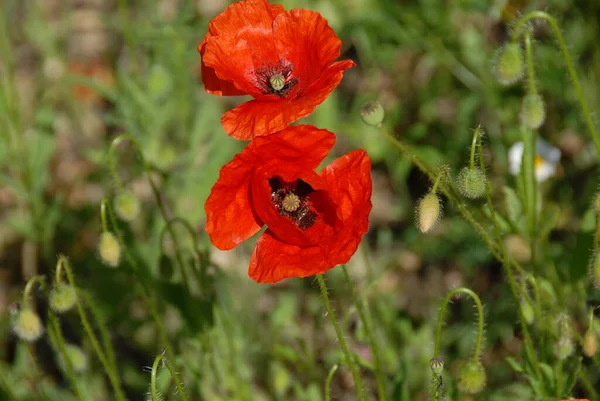 Piros Mák Virágok Zöld Háttér — Stock Fotó