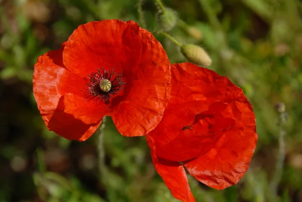 Vörös Mák Virágok Területen — Stock Fotó
