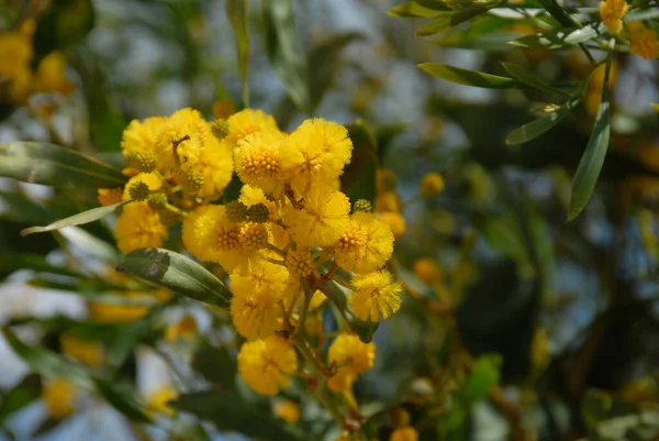 Yellow Mimosa Flowers Bloom — Stock Photo, Image