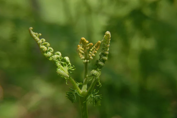 花园里的绿草 — 图库照片