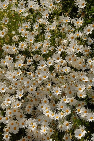 Vackra Blommor Blommigt Koncept Bakgrund — Stockfoto