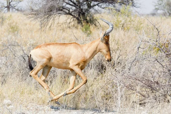 Antilope Animal Sălbatic Faunei Sălbatice — Fotografie, imagine de stoc