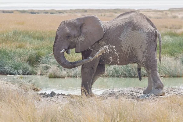 Elefante Africano Animale Natura Fauna — Foto Stock