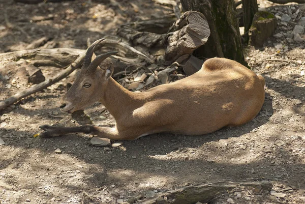 Berggeit Dier Natuur — Stockfoto