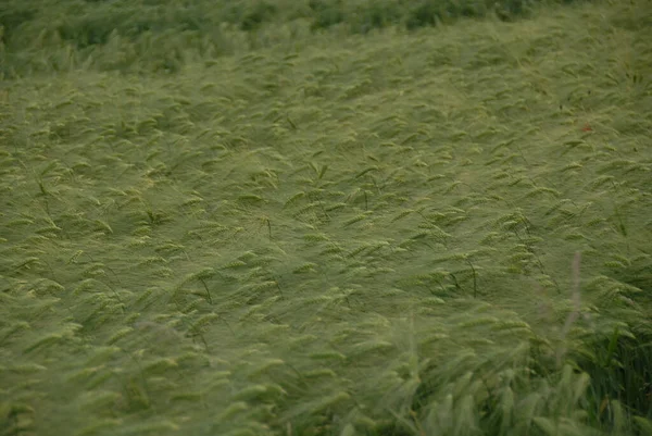 Cereals Field — Stock Photo, Image