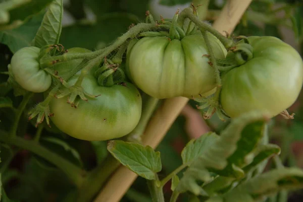 Tomater Växthuset — Stockfoto