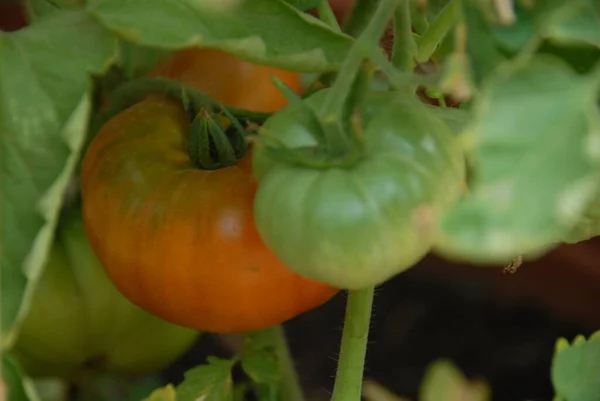 Tomato Greenhouse — Stock Photo, Image
