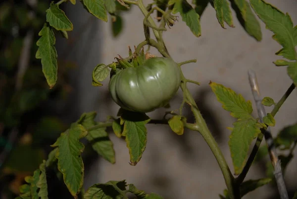 Tomatoes Het Heekbestand — Stockfoto