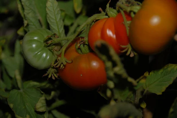 Tomatoes Sobre Shrub — Foto de Stock