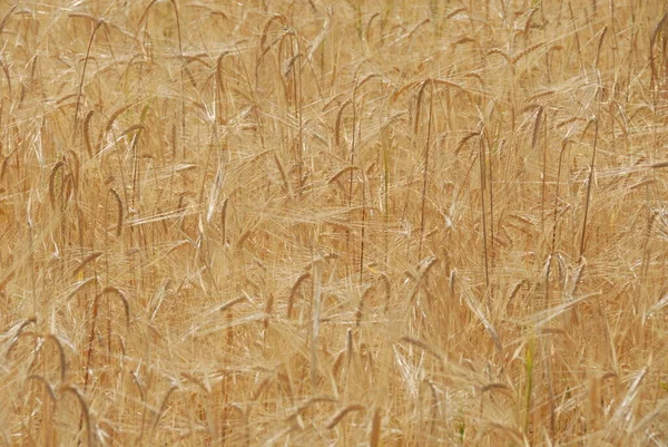 Cereali Nel Campo — Foto Stock
