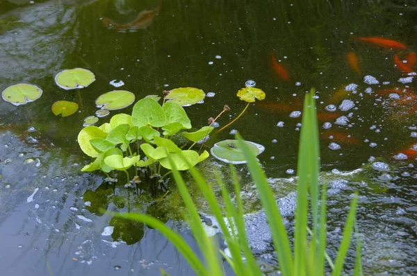 Waterlelie Bladeren Met Goudvis — Stockfoto